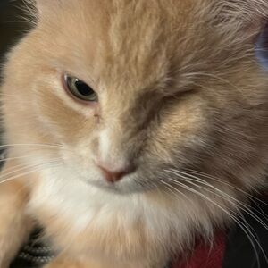 My kitty OB one eyed Kenobi says hello!